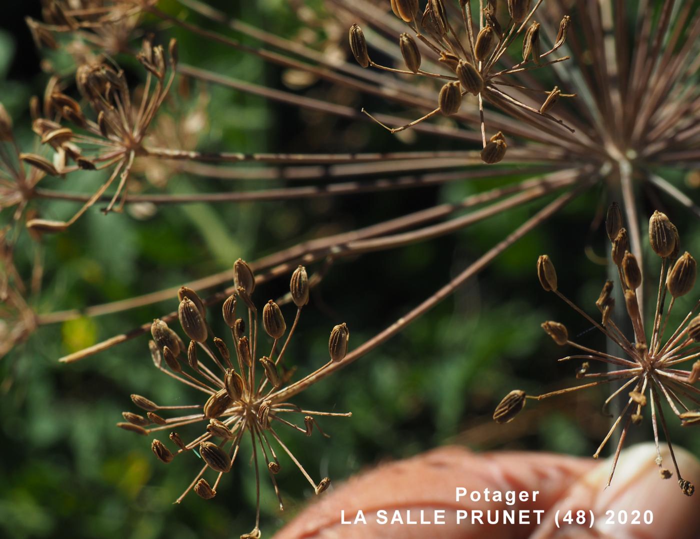 Dill fruit